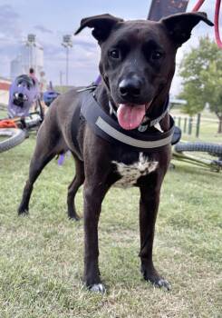 Rescue Pit Bull Terrier and Black Labrador Retriever Dogs for Adoption in Benbrook, Texas - Ronald | PetCurious