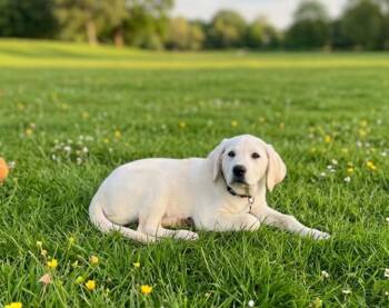 Great Pyrenees and Labrador Retriever Dogs Available for Adoption in North Prairie, Wisconsin - **BOB** | PetCurious
