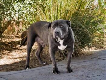 BIGGIE -  Mixed Breed Dog for Adoption in Santa Fe, New Mexico - BIGGIE | PetCurious