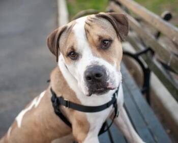 Big Foot -  Mixed Breed Dog for Adoption in New York, New York - Big Foot | PetCurious