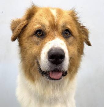 Daisy -  Great Pyrenees and Mixed Breed Dog for Adoption in Brookshire, Texas - Daisy | PetCurious