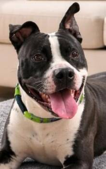 Pit Bull Terrier Dogs Available for Adoption in Las Vegas, Nevada - Alfie | PetCurious