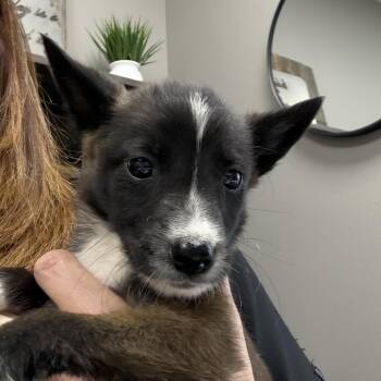 Beethoven -  Mixed Breed Dog for Adoption in Midland, Texas - Beethoven | PetCurious