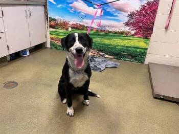 A553679 -  Border Collie and Mixed Breed Dog for Adoption in Moreno Valley, California - A553679 | PetCurious