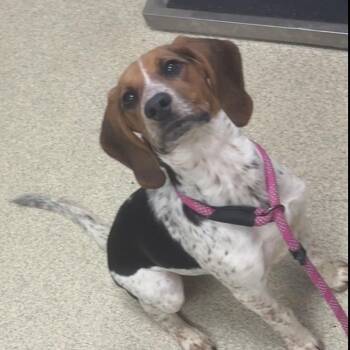 Bluetick Coonhound and Mixed Breed Dogs Available for Adoption in Windsor, Virginia - Ruby | PetCurious