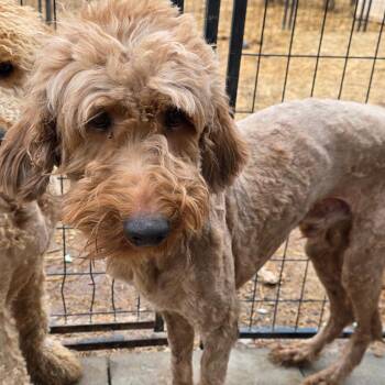 Irish Setter and Standard Poodle Dogs Available for Adoption - Banker | PetCurious