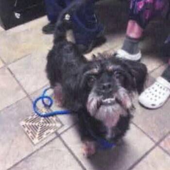 Gizmo -  Terrier and Mixed Breed Dog for Adoption in Tacoma, Washington - Gizmo | PetCurious