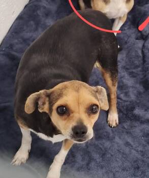 Rescue Chihuahua and Beagle Dogs for Adoption in Covington, Washington - Daisy | PetCurious