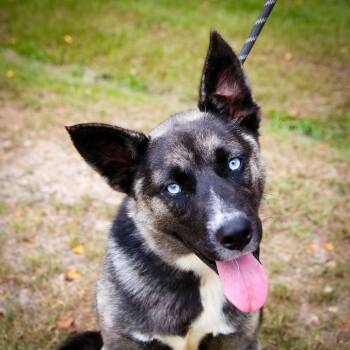 Rocky Top -  Husky and German Shepherd Dog Dog for Adoption in Hattiesburg, Mississippi - Rocky Top | PetCurious
