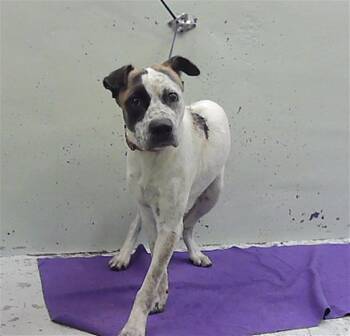 BRIGITTE -  Australian Cattle Dog Blue Heeler and Mixed Breed Dog for Adoption in Houston, Texas - BRIGITTE | PetCurious