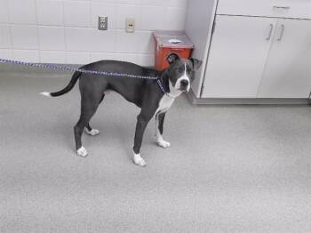 Boxer and Mixed Breed Dogs Available for Adoption in Omaha, Nebraska - SPIKE | PetCurious