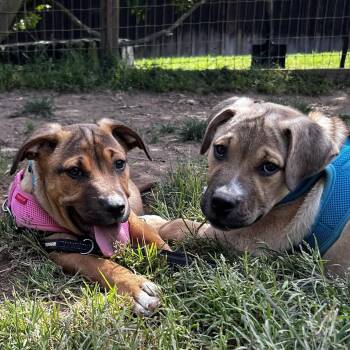 Luna & Luca -  German Shepherd Dog and American Staffordshire Terrier Dog Available for Adoption - Luna & Luca | PetCurious