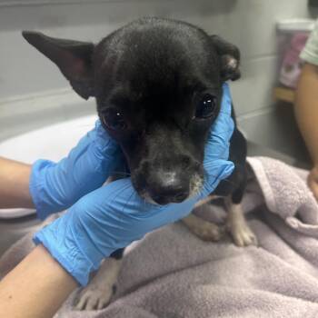 Trisha -  Mixed Breed Dog for Adoption in Summerville, South Carolina - Trisha | PetCurious
