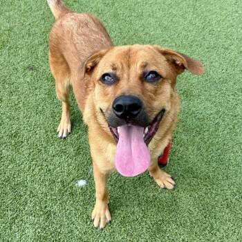 Rescue Shepherd and Golden Retriever Dogs for Adoption in Chattanooga, Tennessee - King | PetCurious