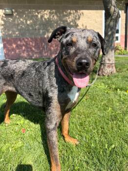 Sable -  Labrador Retriever Dog Available for Adoption in Maryville, Missouri - Sable | PetCurious