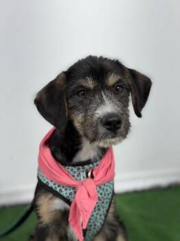 Border Terrier and Airedale Terrier Dogs Available for Adoption in Carlsbad, California - Cielo | PetCurious