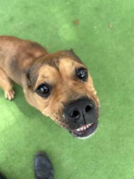 Rhoda -  American Bulldog Dog for Adoption in Lakeland, Florida - Rhoda | PetCurious