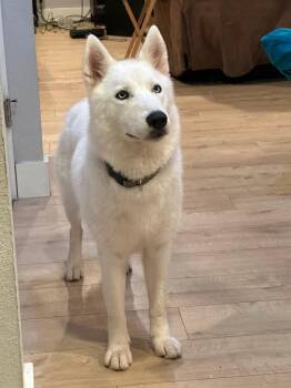 Rescue Siberian Husky Dogs for Adoption in Pasadena, Texas - WINTER | PetCurious