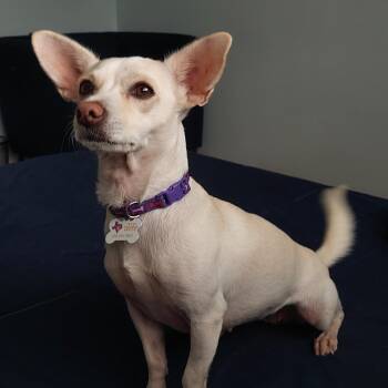 Bubbles - NEW -  Terrier Dog for Adoption in Niagara Falls, Ontario - Bubbles - NEW | PetCurious