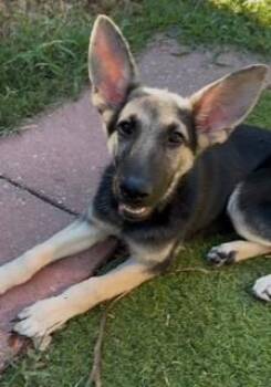 Belle -  German Shepherd Dog Dog for Adoption in Lake Wylie, South Carolina - Belle | PetCurious