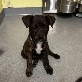 Alfalfa -  Mixed Breed Dog for Adoption in Blue Ridge, Georgia - Alfalfa | PetCurious