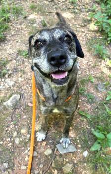 Rescue Mixed Breed Dogs for Adoption in Pegram, Tennessee - GLORIA | PetCurious