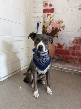 Pit Bull Terrier Dogs Available for Adoption in San Bernardino, California - WAYNE | PetCurious