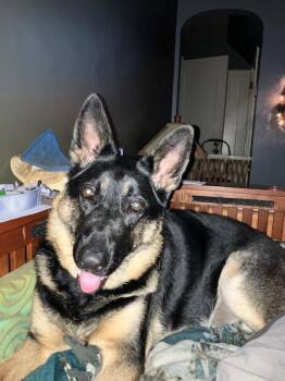 Estelle -  German Shepherd Dog Dog for Adoption in Cuyahoga Falls, Ohio - Estelle | PetCurious