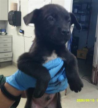 A480708 -  German Shepherd Dog and Labrador Retriever Dog for Adoption in Oklahoma City, Oklahoma - A480708 | PetCurious