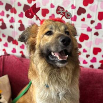 Shepherd Dogs Available for Adoption - Jethro | PetCurious