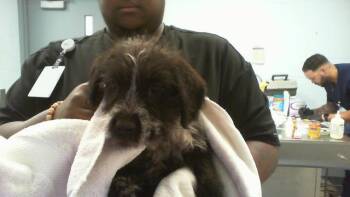 Mixed Breed Dogs Available for Adoption in Charlotte, North Carolina - A1265104 | PetCurious
