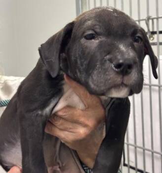 Troy 1041-26 -  Shar Pei and Mixed Breed Dog for Adoption in Cumming, Georgia - Troy 1041-26 | PetCurious