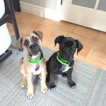 Clover -  Cane Corso Dog for Adoption in San Francisco, California - Clover | PetCurious