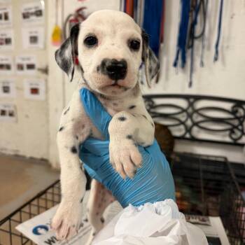 Sulu -  Dalmatian Dog for Adoption in Edinburg, Texas - Sulu | PetCurious