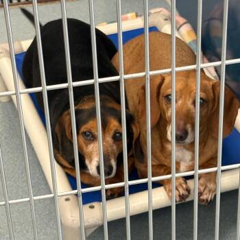 Dexter -  Dachshund and Beagle Dog for Adoption in Chesapeake, Virginia - Dexter | PetCurious