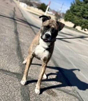 Boxer Dogs Available for Adoption - Reaper | PetCurious