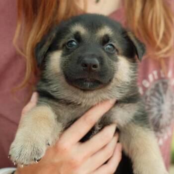 Coleslaw -  Mixed Breed Dog for Adoption in Buffalo, Minnesota - Coleslaw | PetCurious