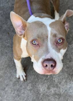 Spoonful -  Pit Bull Terrier Dog for Adoption in Chicago, Illinois - Spoonful | PetCurious