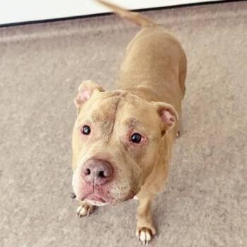 Diesel -  American Staffordshire Terrier Dog for Adoption in Brentwood, Missouri - Diesel | PetCurious
