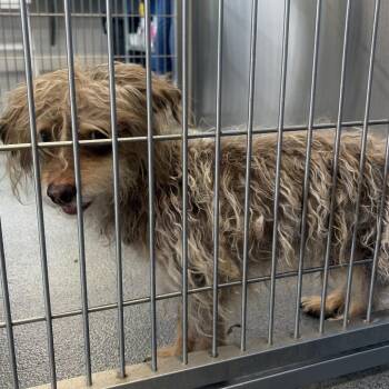 Scruffy -  Wirehaired Terrier Dog for Adoption in Montgomery, Alabama - Scruffy | PetCurious