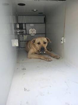 Manson -  Mixed Breed Dog for Adoption in Atlanta, Georgia - Manson | PetCurious