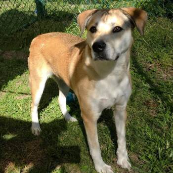 Donut -  Mixed Breed Dog for Adoption in Michigan City, Indiana - Donut | PetCurious