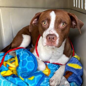 Rescue Terrier and Beagle Dogs for Adoption in Montgomery, Alabama - Charlie | PetCurious