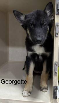Georgette -  German Shepherd Dog and Husky Dog for Adoption in El Centro, California - Georgette | PetCurious