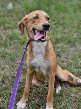 Rescue Labrador Retriever and Hound Dogs for Adoption in Bethpage, New York - Hope | PetCurious