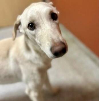 Rescue Doberman Pinscher Dogs for Adoption in Larkfield-wikiup, California - Aero | PetCurious