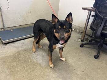 A886440 -  German Shepherd Dog and Mixed Breed Dog for Adoption in Camarillo, California - A886440 | PetCurious