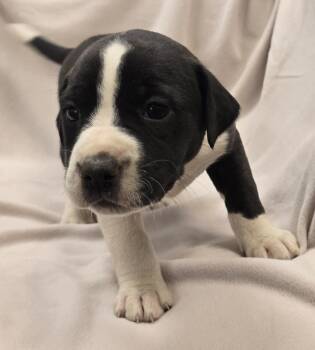 Bernadette -  Pit Bull Terrier and Mixed Breed Dog for Adoption in Murphysboro, Illinois - Bernadette | PetCurious