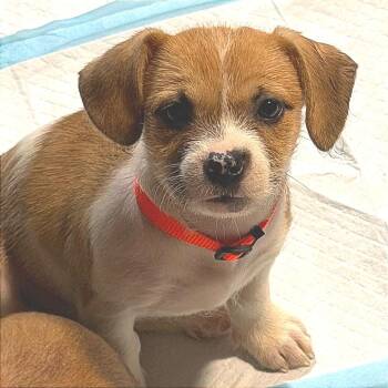 Steamy Nicks -  American Staffordshire Terrier and Jack Russell Terrier Dog for Adoption in Rockville, Maryland - Steamy Nicks | PetCurious