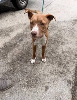 BEN -  Mixed Breed Dog for Adoption in Dallas, Texas - BEN | PetCurious